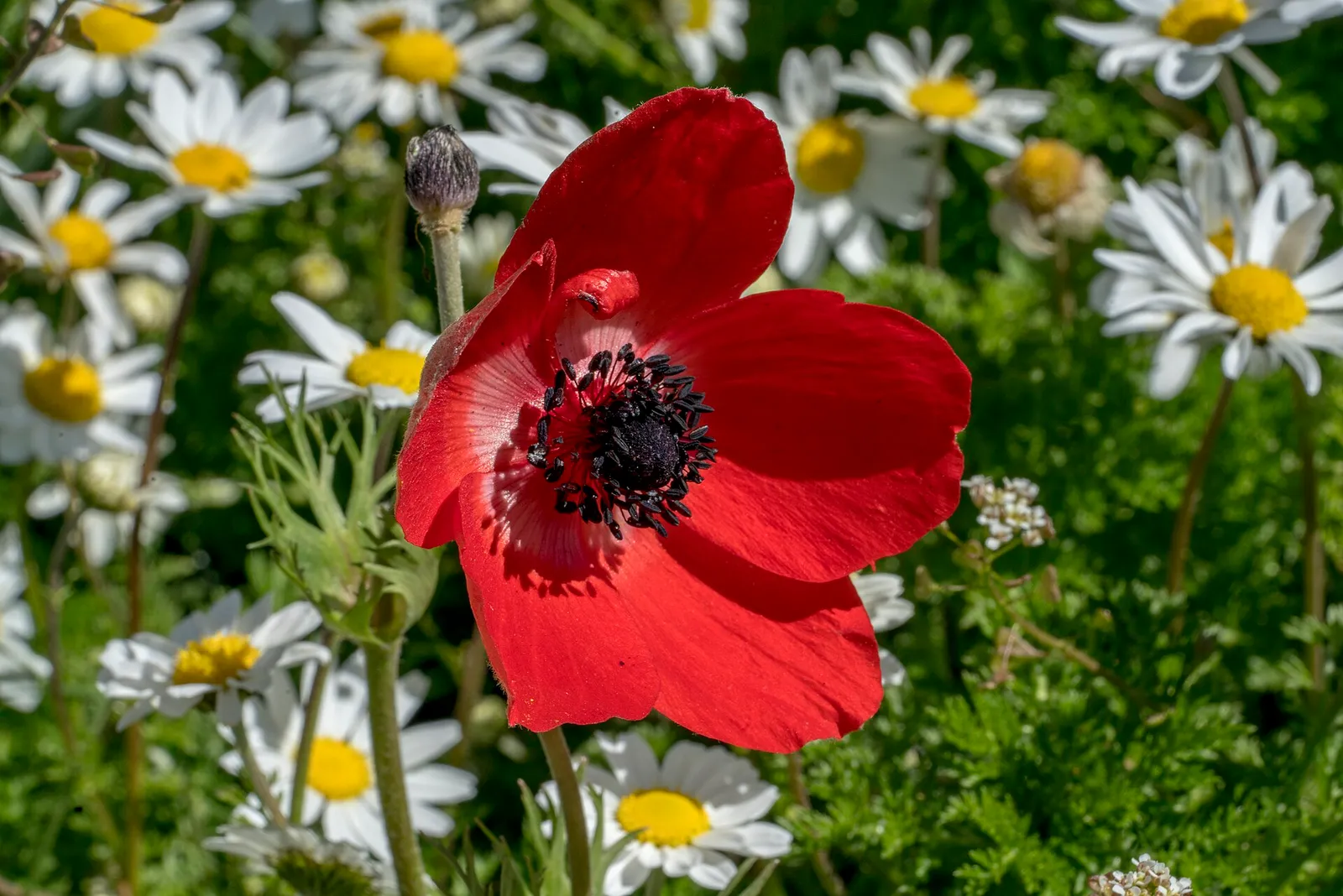 Anémone couronnée rouge au milieu de marguerites sauvages lors d'un printemps en Crète