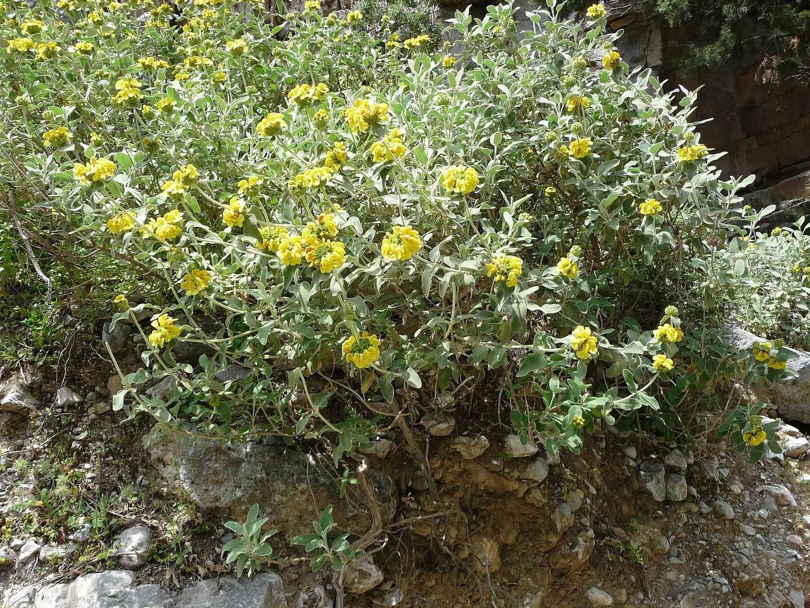 Buisson de sauge de Jérusalem aux fleurs jaunes dans les gorges d'Imbros, fin avril