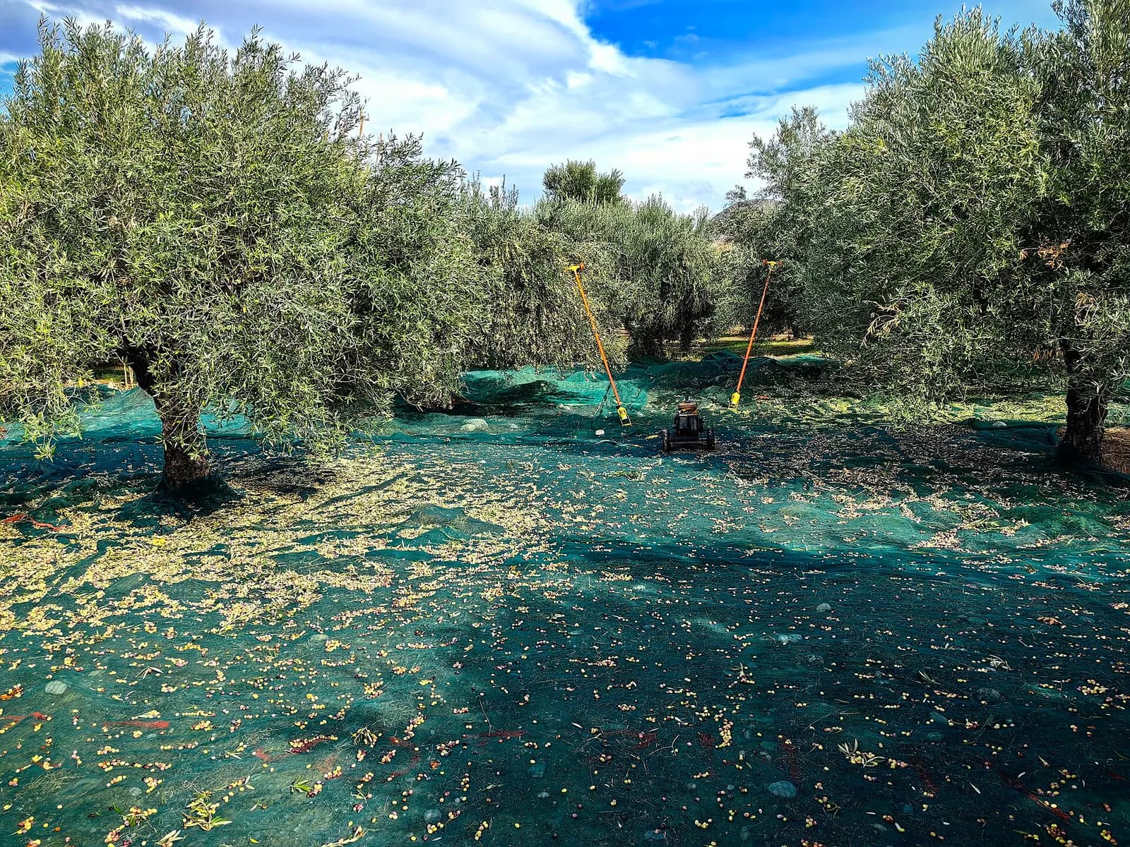 Filets étendus sous les oliviers et olives tombées pendant la récolte dans la région de Sitia