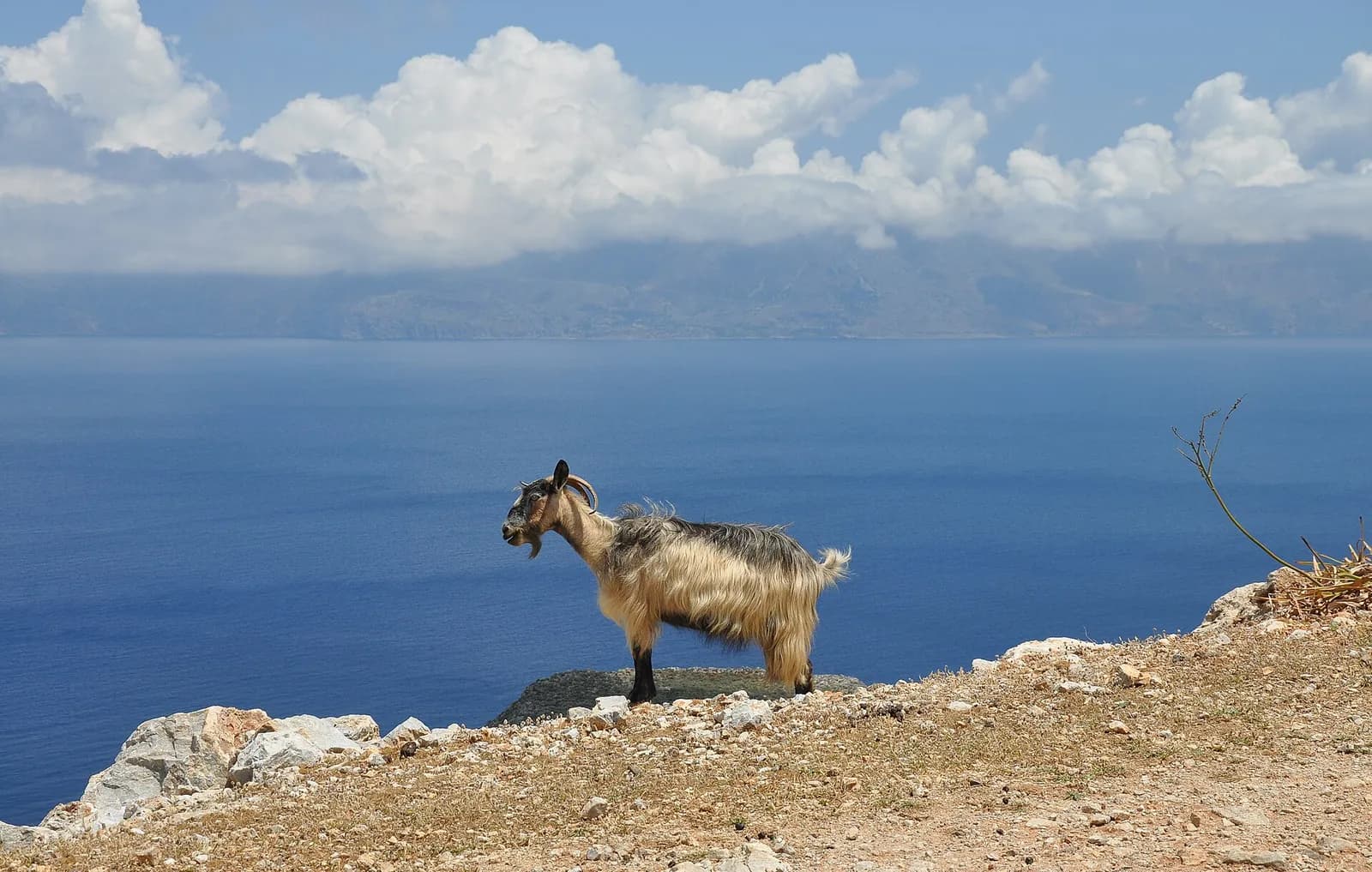 A goat overlooking the Gulf of Kissamos
