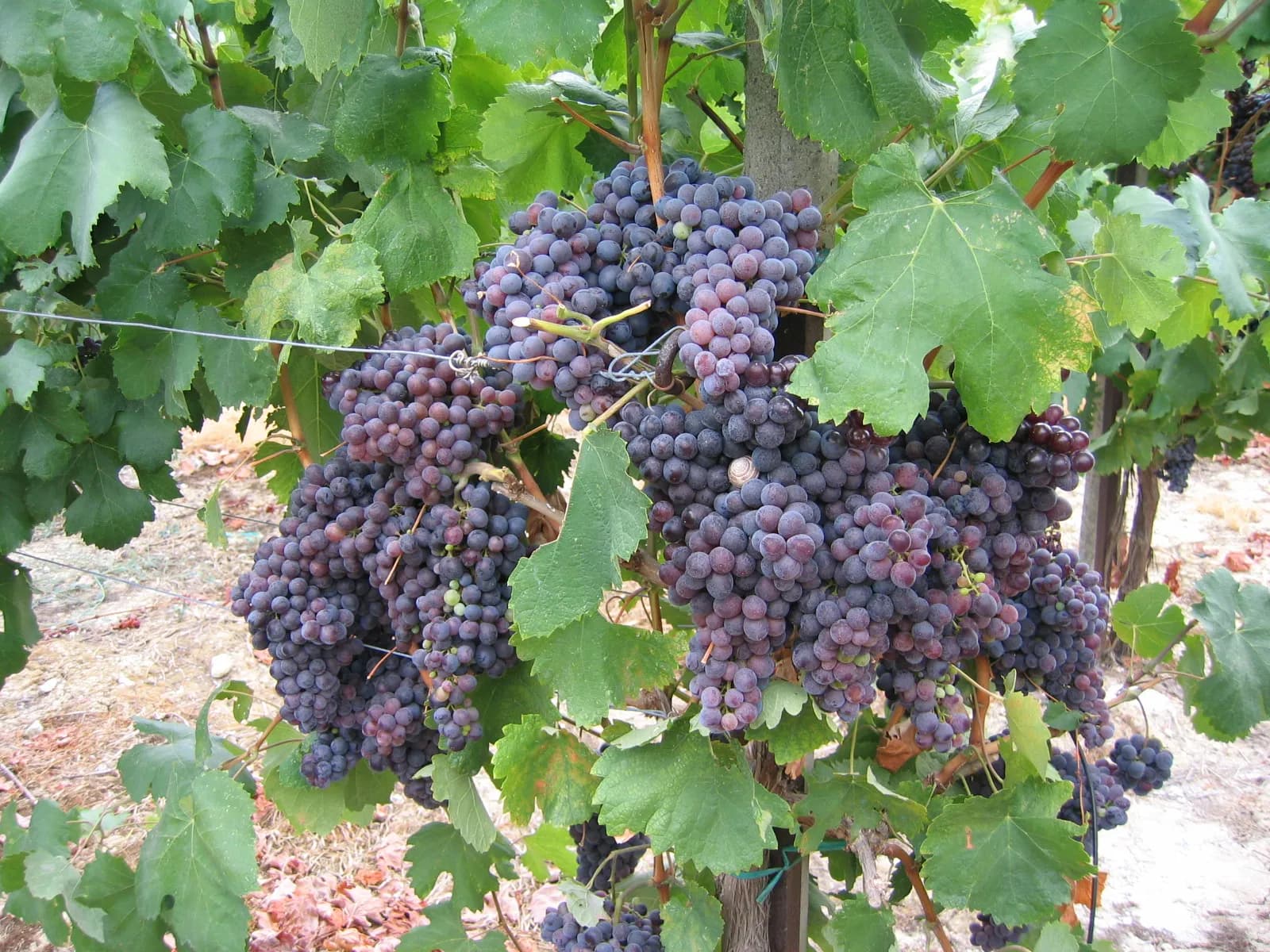 Grappes mûres de kotsifali, cépage rouge autochtone de Crète, sur une vigne palissée