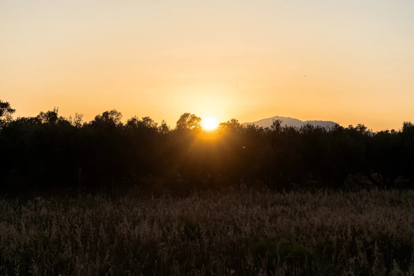 Golden sunset over the olive trees and dry grasses of the hinterland of southern Crete