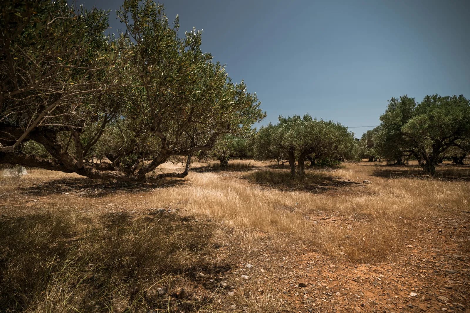 Vieux oliviers aux branches basses dans une oliveraie de la campagne d'Elounda, dans l'est de la Crète