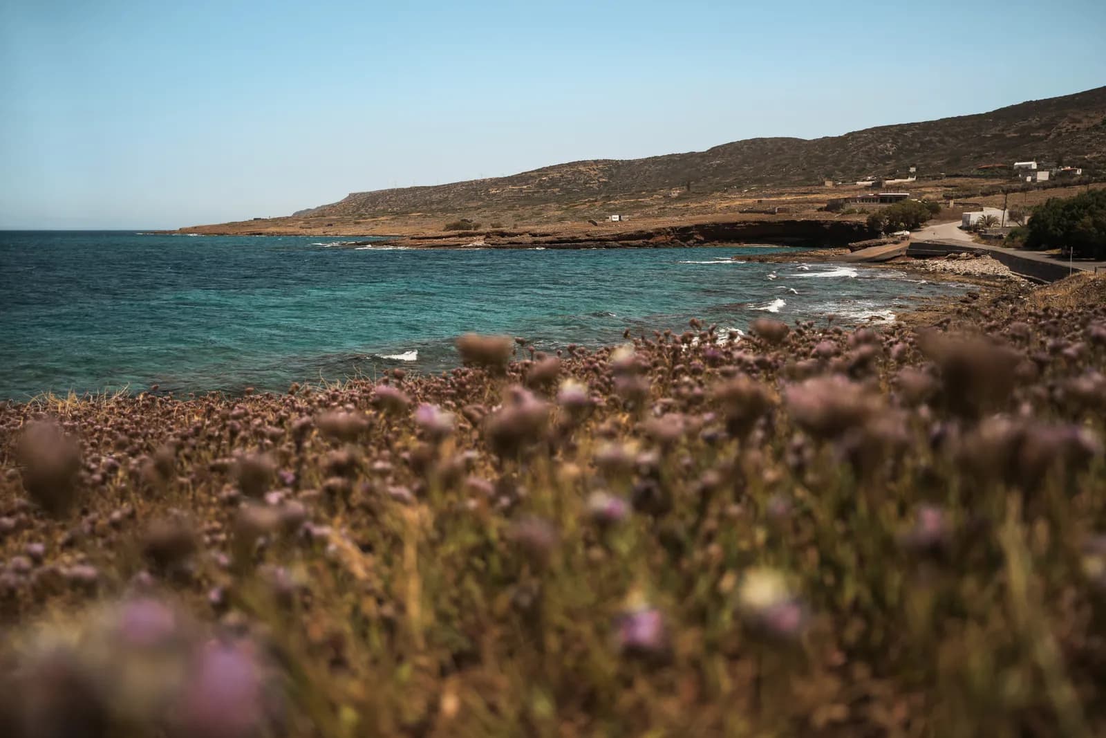 Fleurs sauvages mauves au premier plan d'une côte rocheuse et de la mer, au nord de Plaka