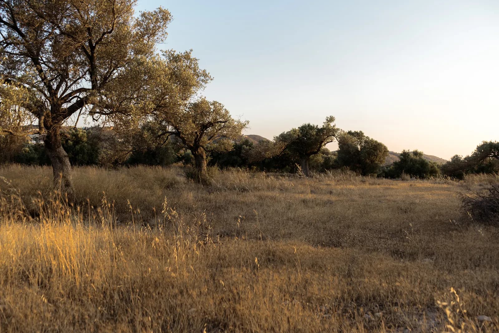 Vieux oliviers et herbes dorées dans la lumière rasante du soir, dans le sud de la Crète