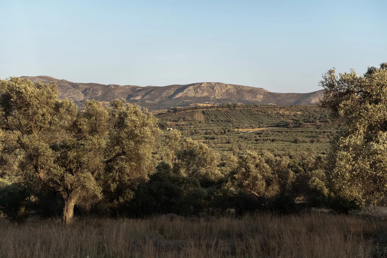 Oliviers et montagnes dans la lumière douce de fin de journée, dans la campagne près de Matala