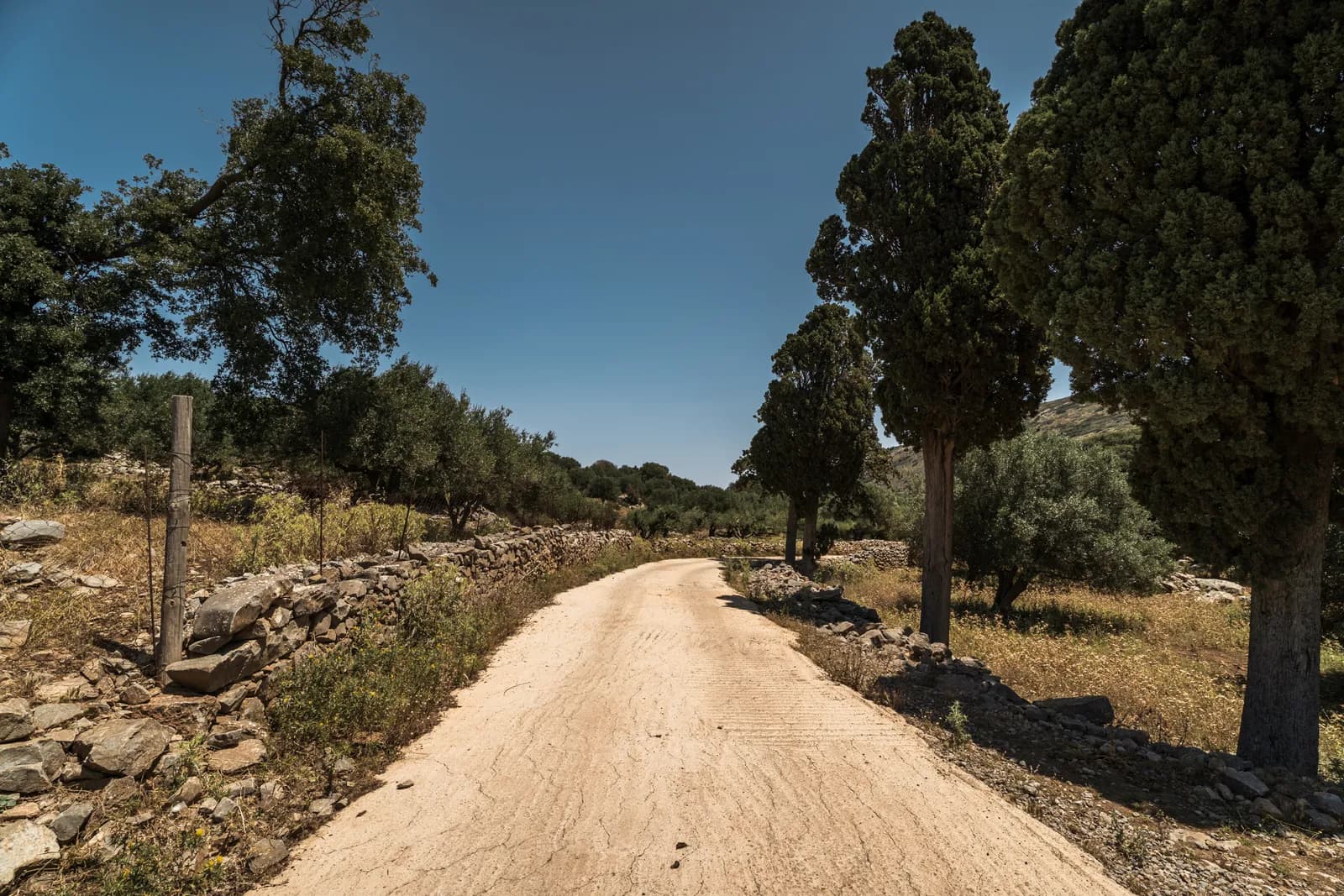 Piste de terre bordée de murets de pierre et de cyprès entre les oliveraies, au nord de Plaka