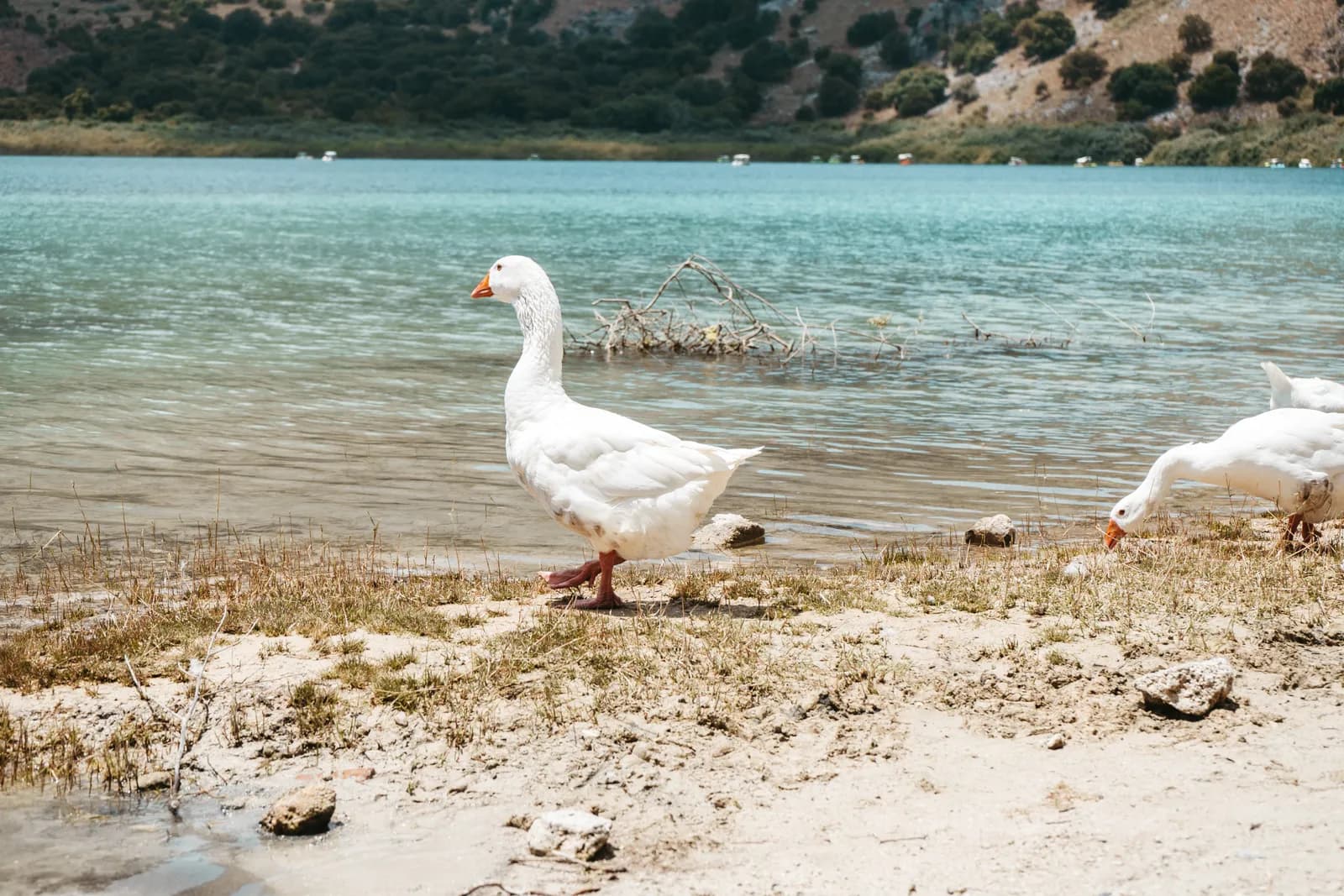 Oies domestiques sur la berge sablonneuse du lac Kournas, devant l'eau turquoise