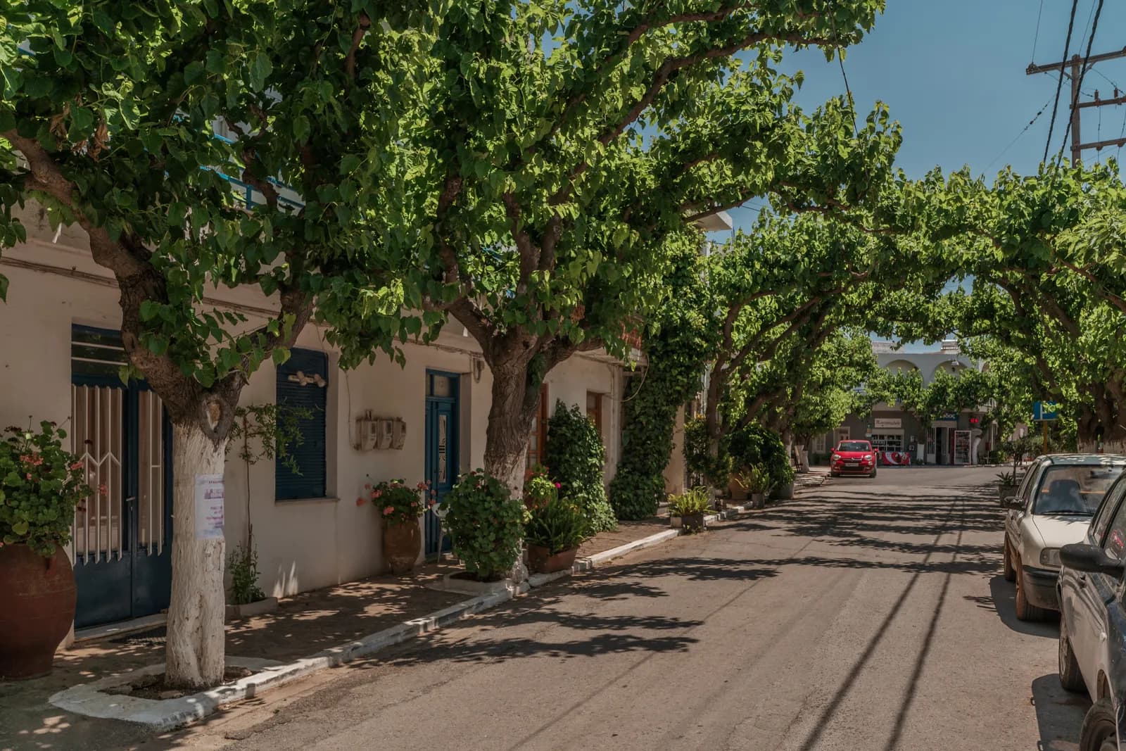 Rue de village crétois ombragée par une allée de platanes, avec des maisons blanches aux volets bleus