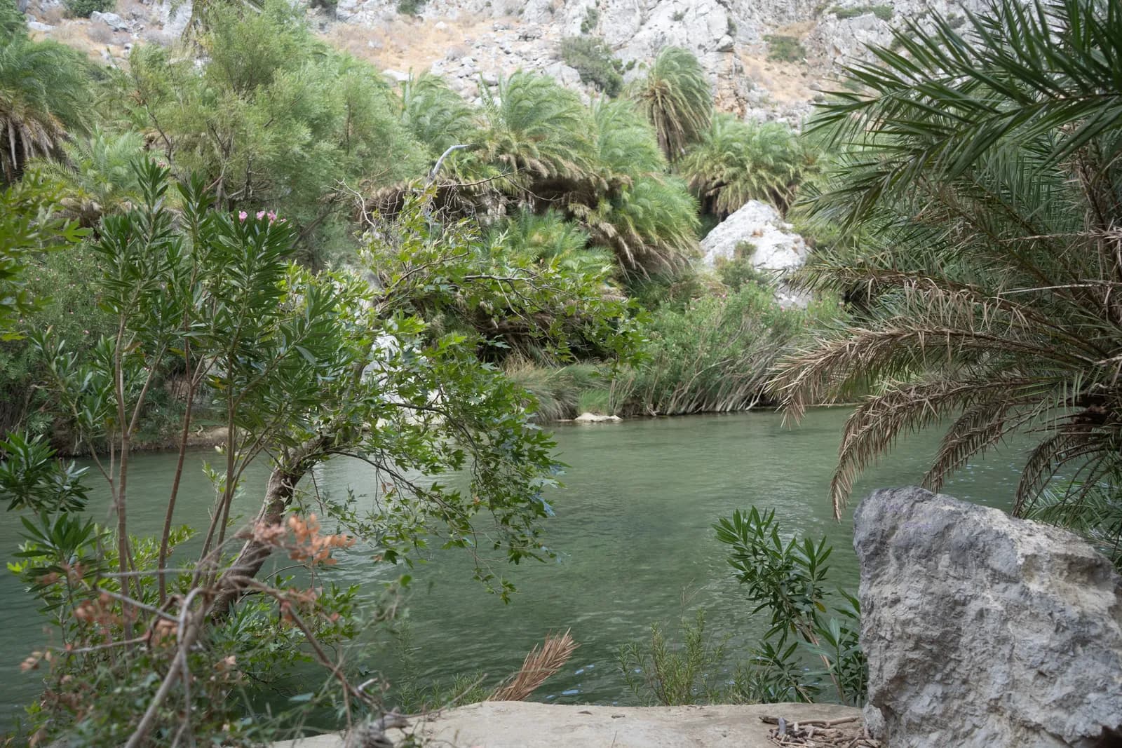 Palm trees and oleanders on the banks of the Preveli river, below the cliffs of the gorge