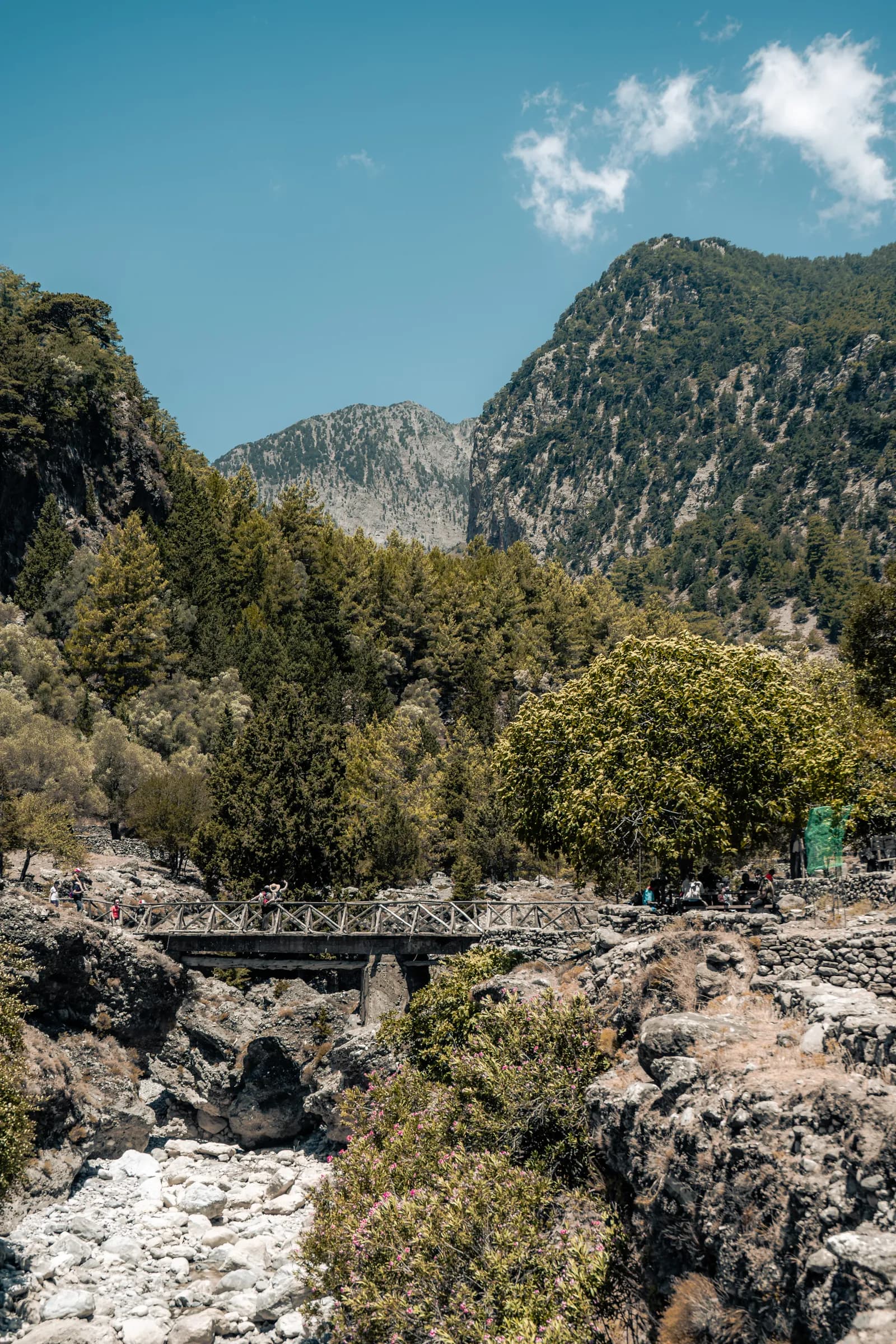 Passerelle de bois et forêt de pins dans les gorges de Samaria, sous les sommets des Montagnes Blanches