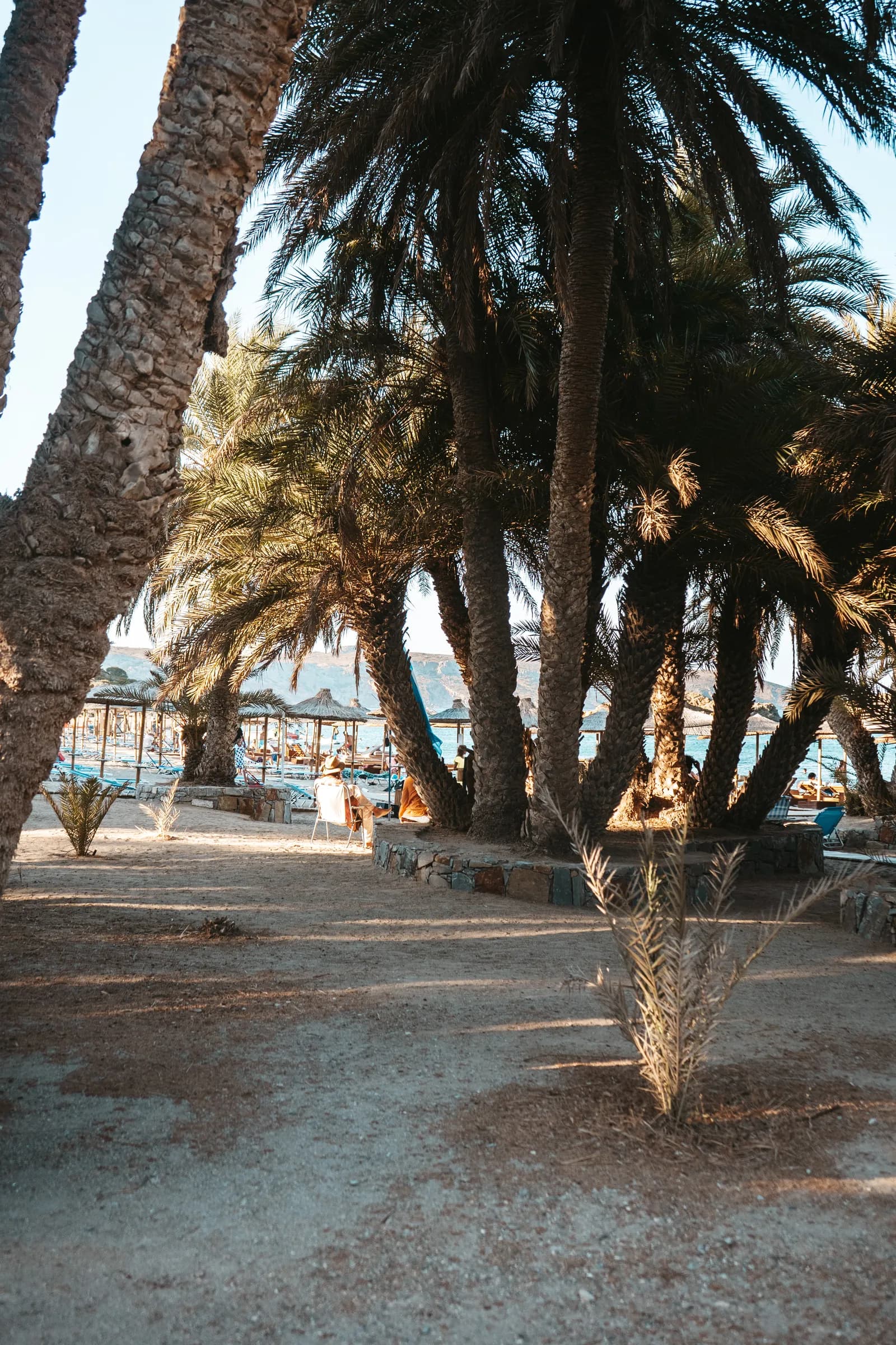 Troncs de palmiers Phoenix theophrasti de la palmeraie de Vai, avec la plage et ses parasols en arrière plan