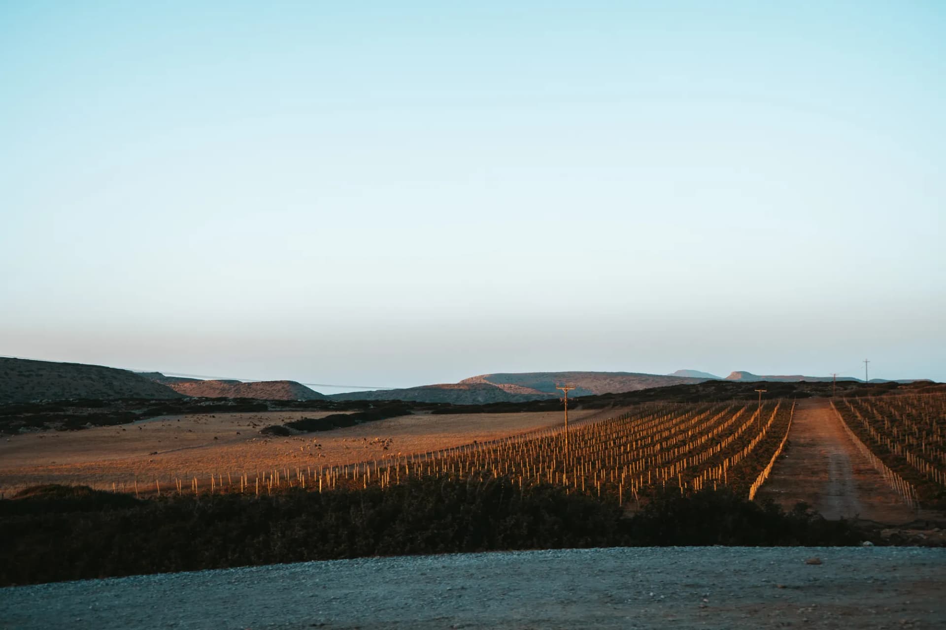 Vins de Crète dans le Lassithi : vignobles, cépages et domaines de l'est — Crète, guide de voyage Âme Bohème