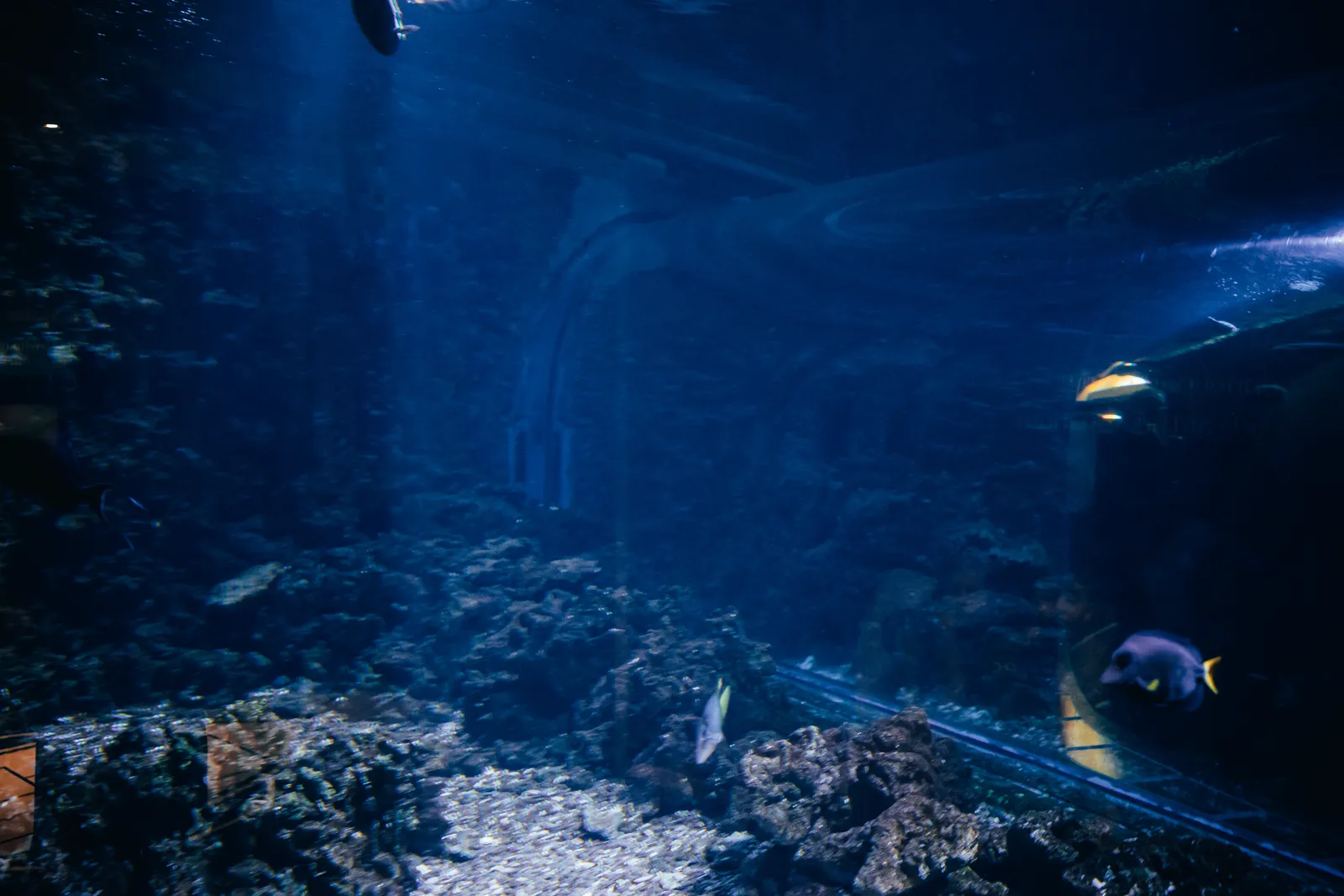 grand bassin éclairé en bleu, à l’aquarium de Bergen