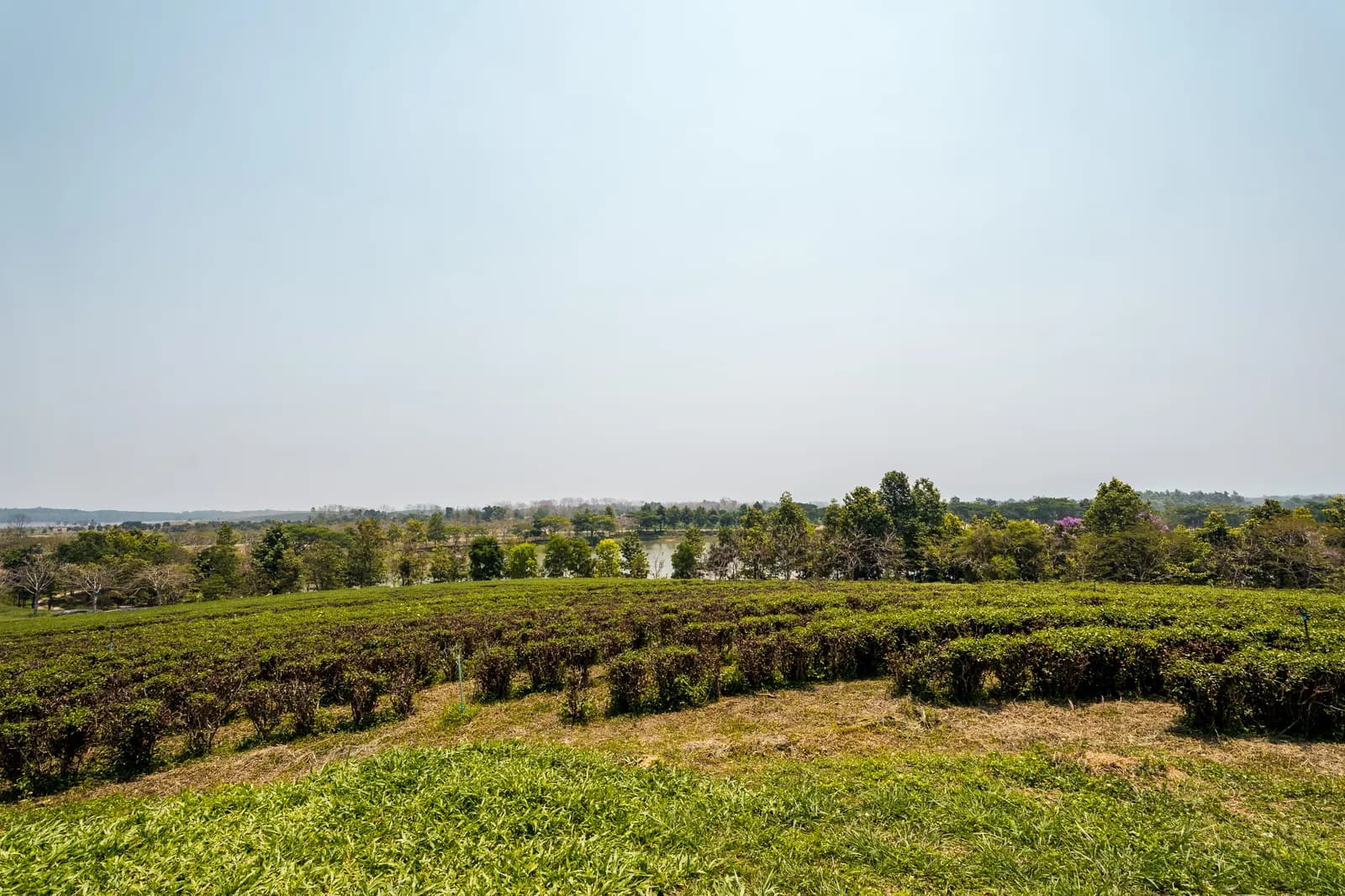Plantation de thé de Singha Park sous un ciel blanc sans relief, à Chiang Rai en avril