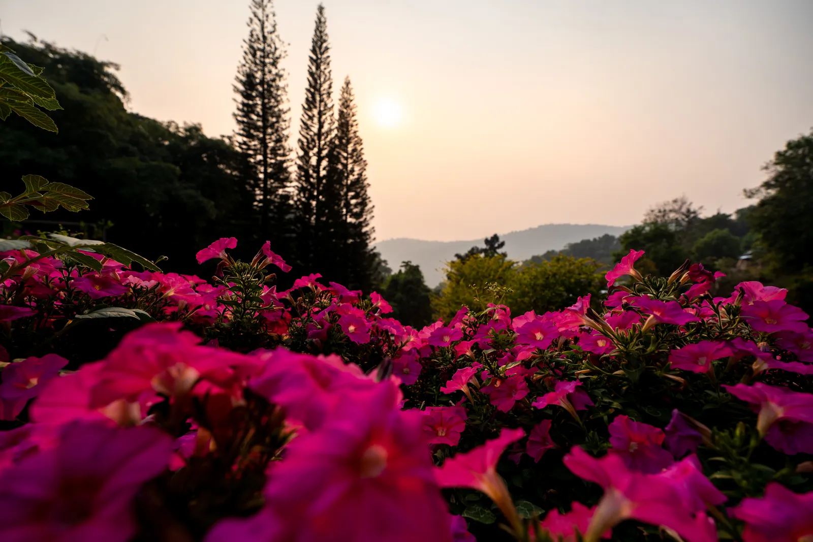 Pétunias fuchsia et soleil voilé par la fumée au-dessus des sapins de Doi Pui, en avril