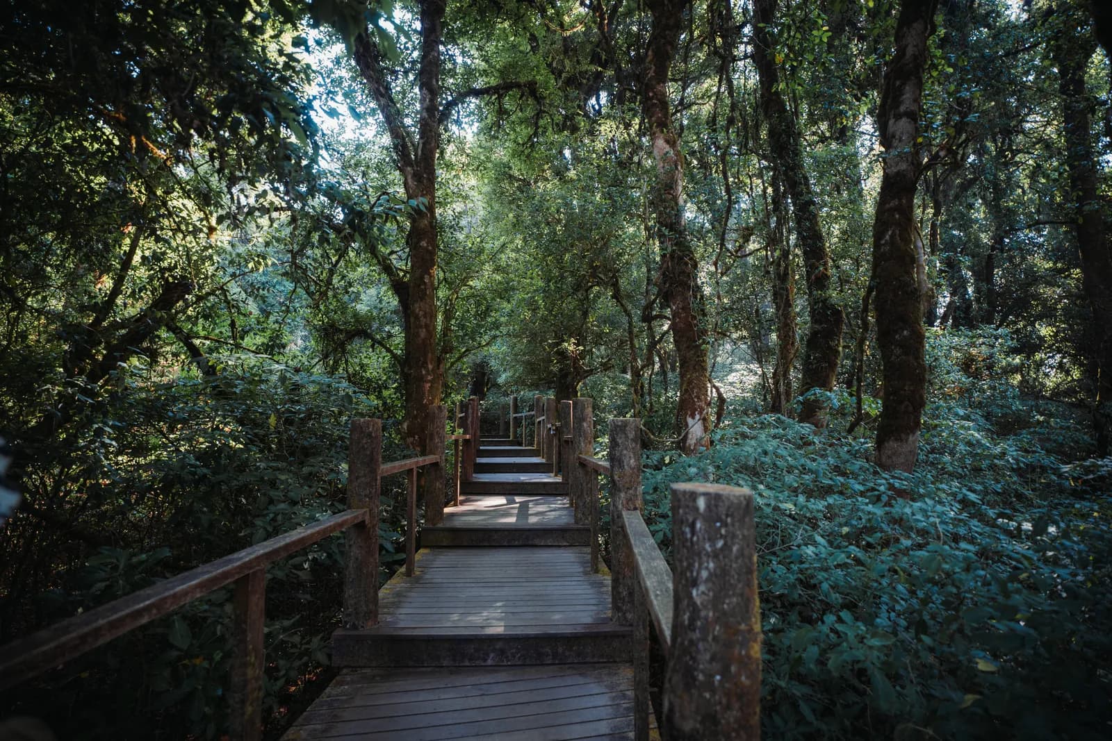 Caillebotis en bois à travers la forêt de montagne du parc national du Doi Inthanon