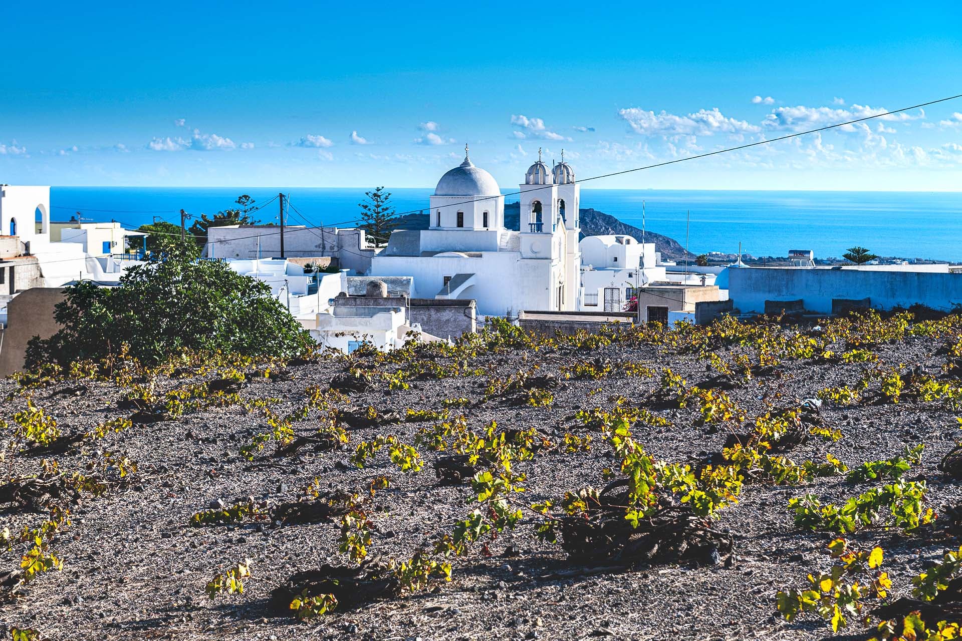 Vigne en terrasse près de Pyrgos avec vue sur la caldeira en juin