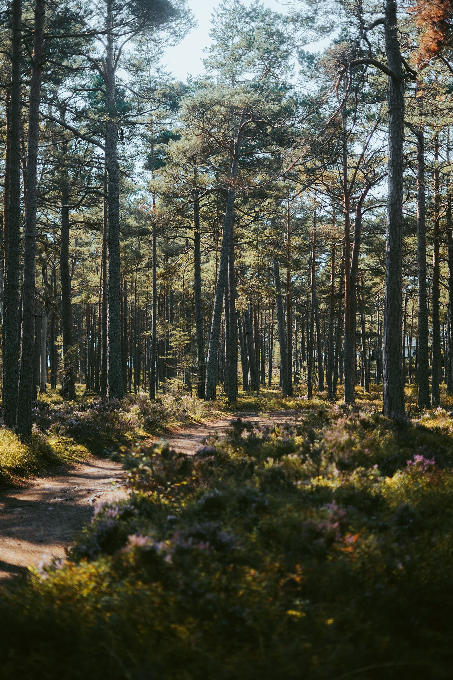 Visiting Sandhamn: the complete guide to the jewel of the Stockholm archipelago