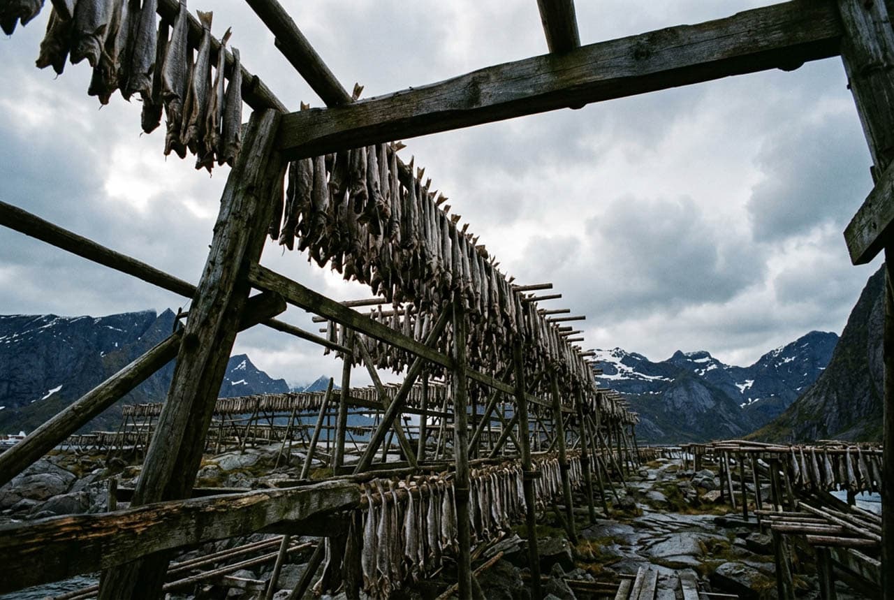 Traditional cod-drying racks under the Arctic sky of the Lofoten Islands