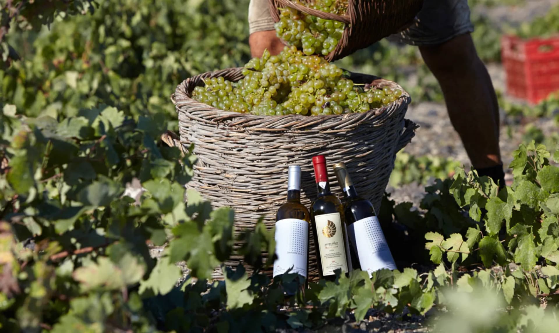 Assyrtiko wine tasting at a Santorini cellar