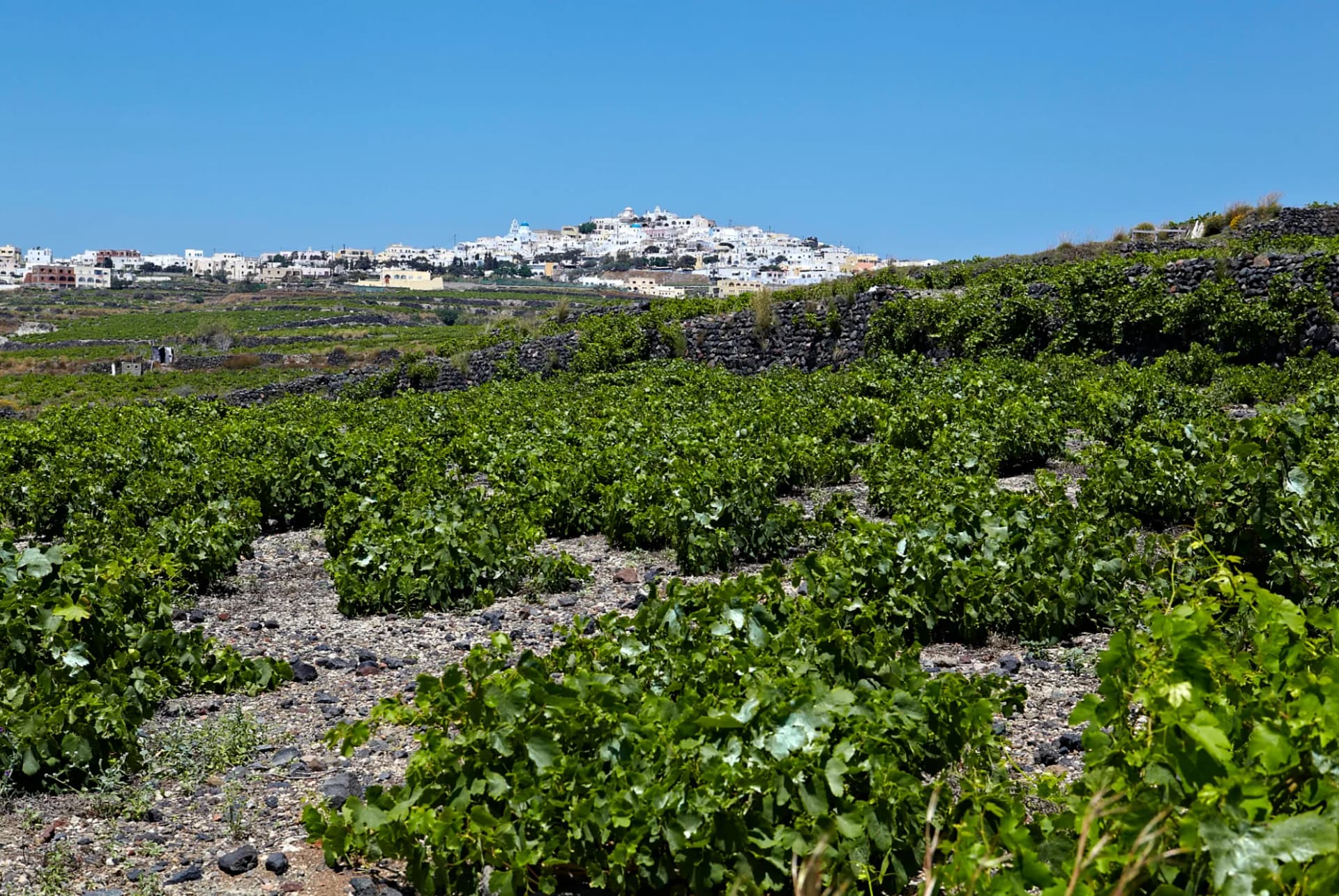 Dégustation des Vins de Santorin en 2024