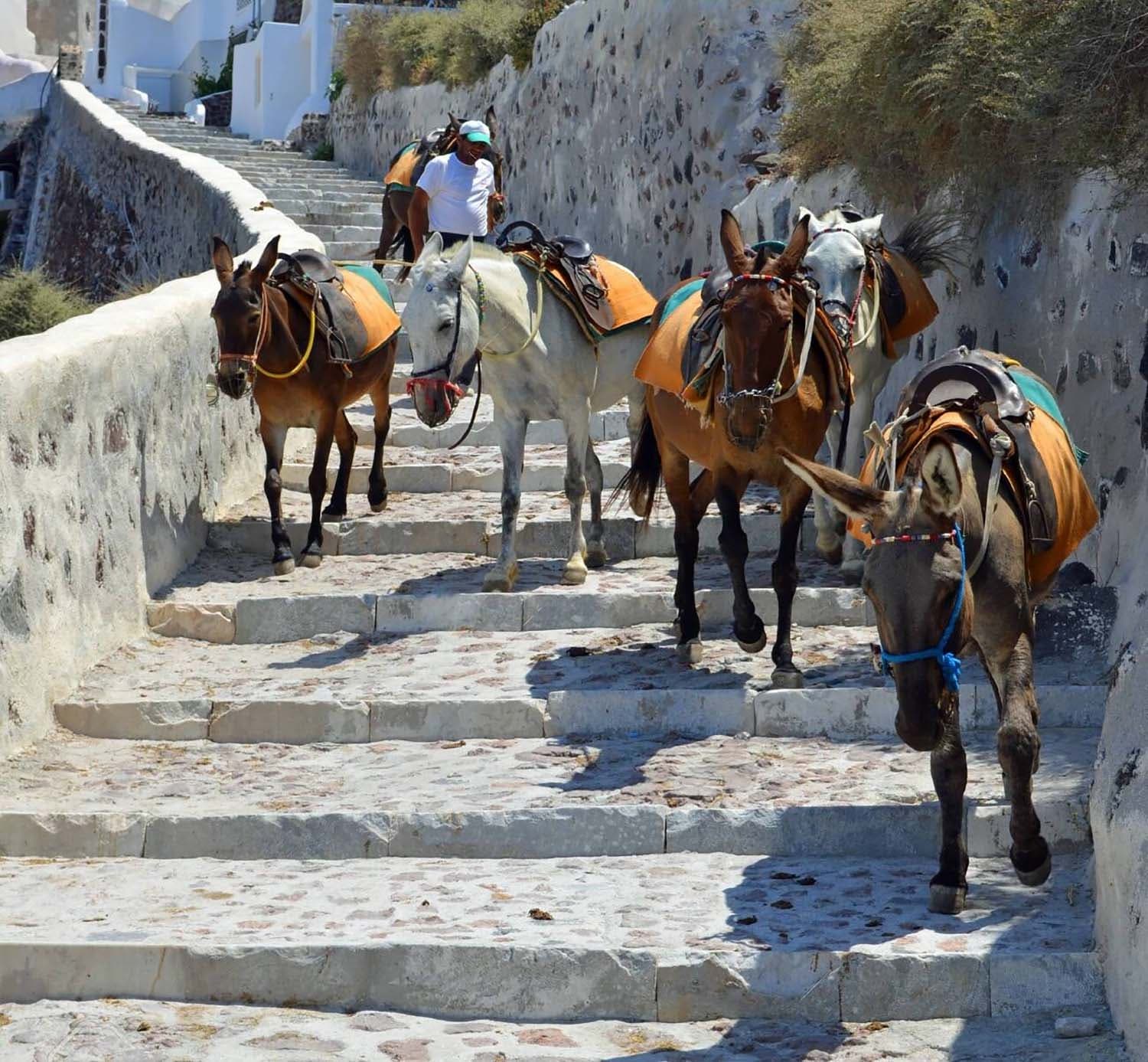 Ânes sur les marches entre Oia et Ammoudi Bay, Santorin