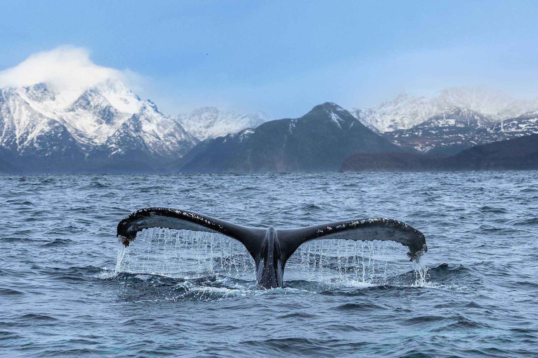 Observation des baleines à Tromsø – Guide complet pour frissons garantis
