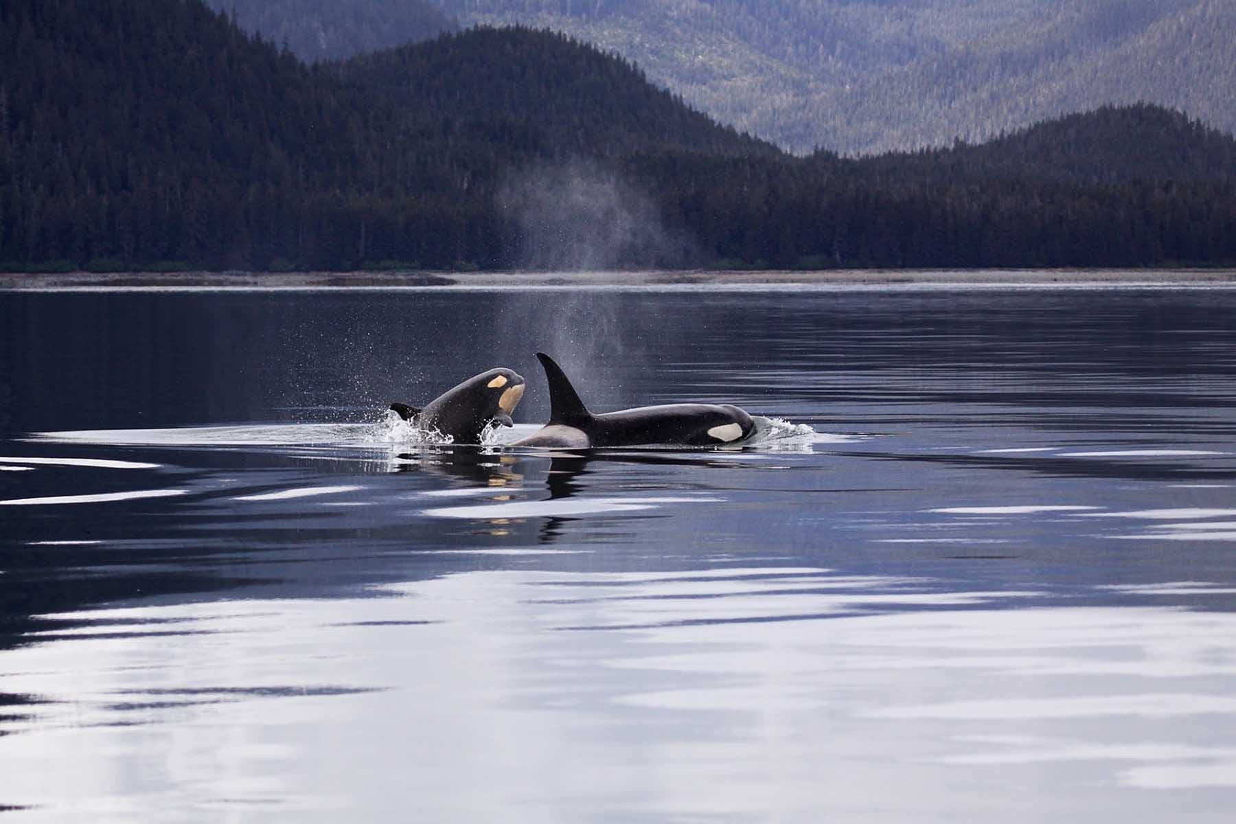 Observation des baleines à Tromsø – Guide complet pour frissons garantis
