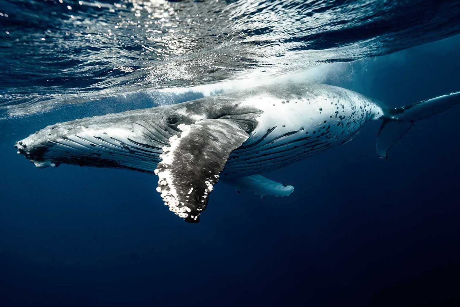 Observation des baleines à Tromsø – Guide complet pour frissons garantis