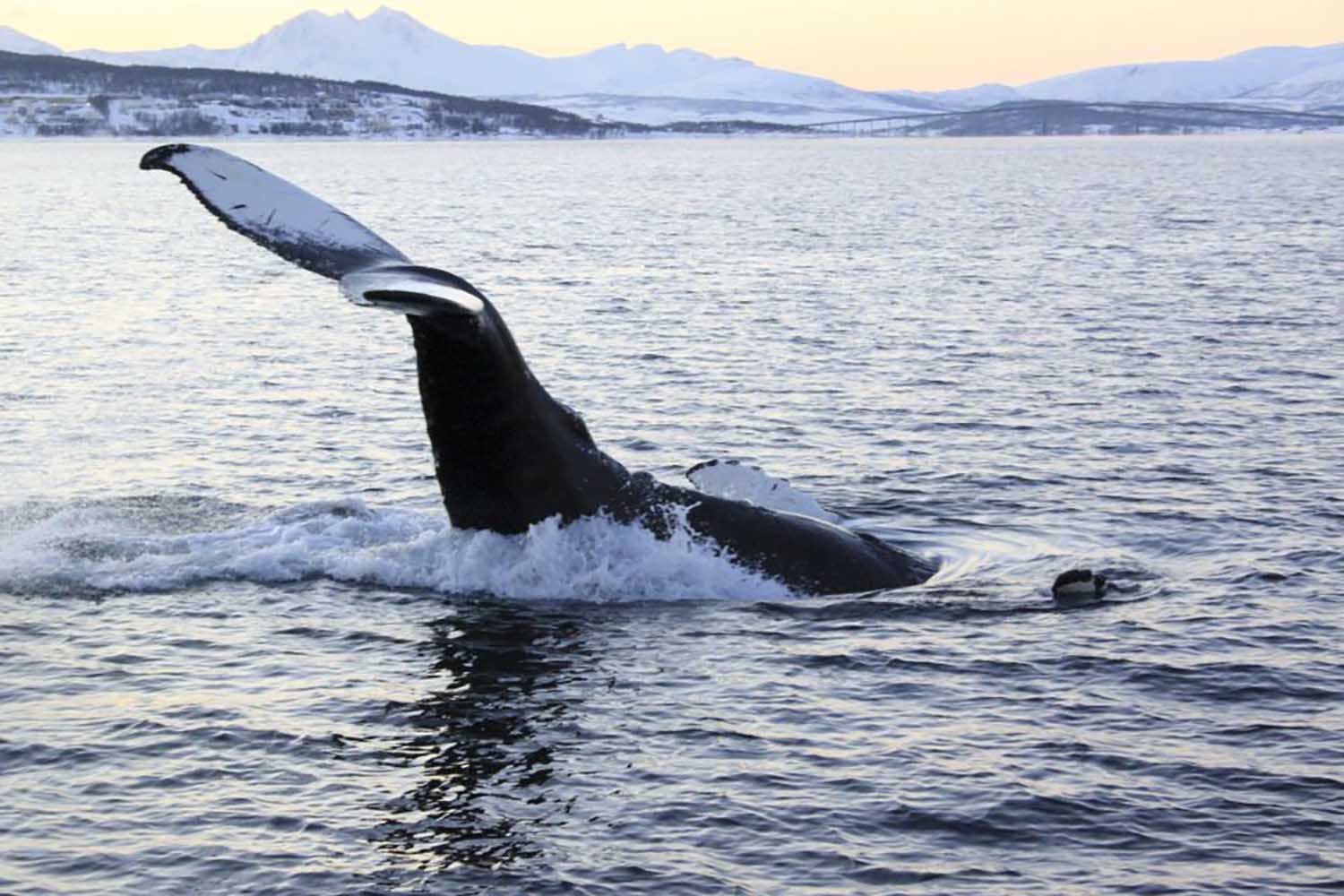 Observation des baleines à Tromsø – Guide complet pour frissons garantis