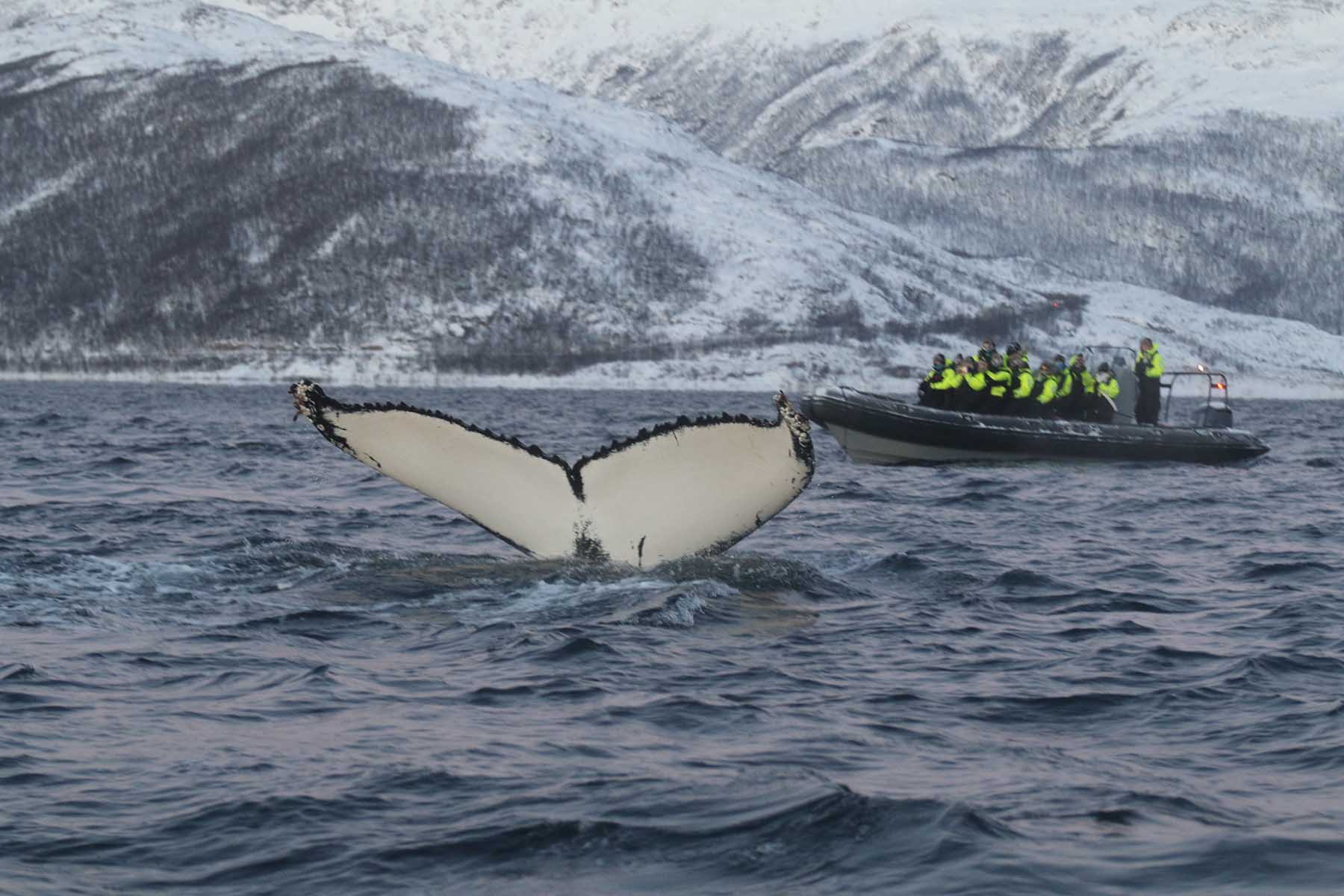 Observation des baleines à Tromsø – Guide complet pour frissons garantis