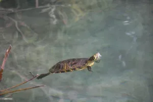 Baignade dans les eaux peu profondes et transparentes du lac Kournas