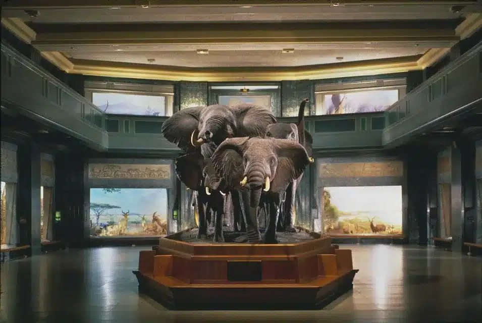 Le Musée Américain d’Histoire Naturelle de New York : Guide Complet