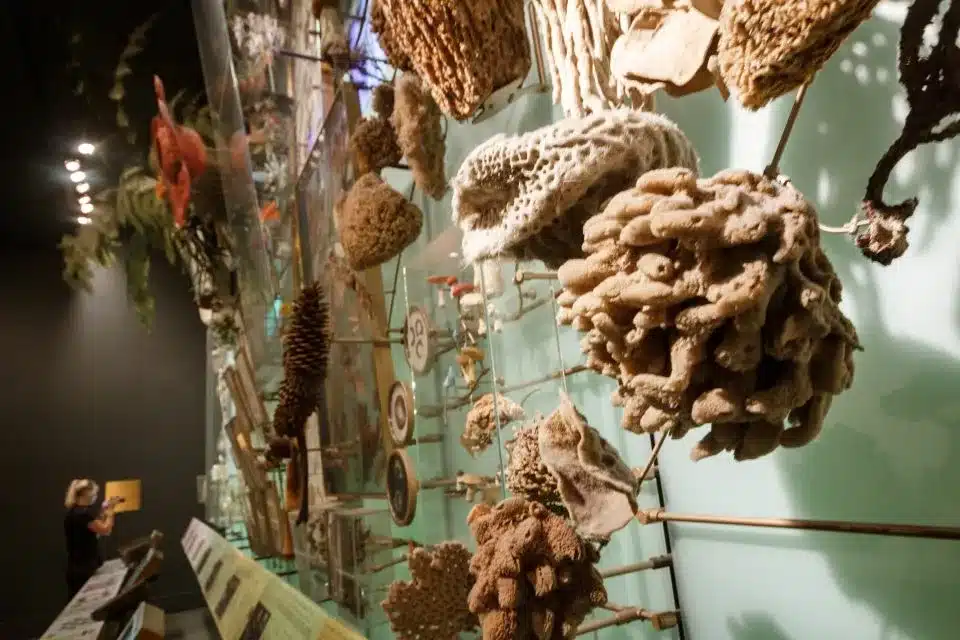 Le Musée Américain d’Histoire Naturelle de New York : Guide Complet