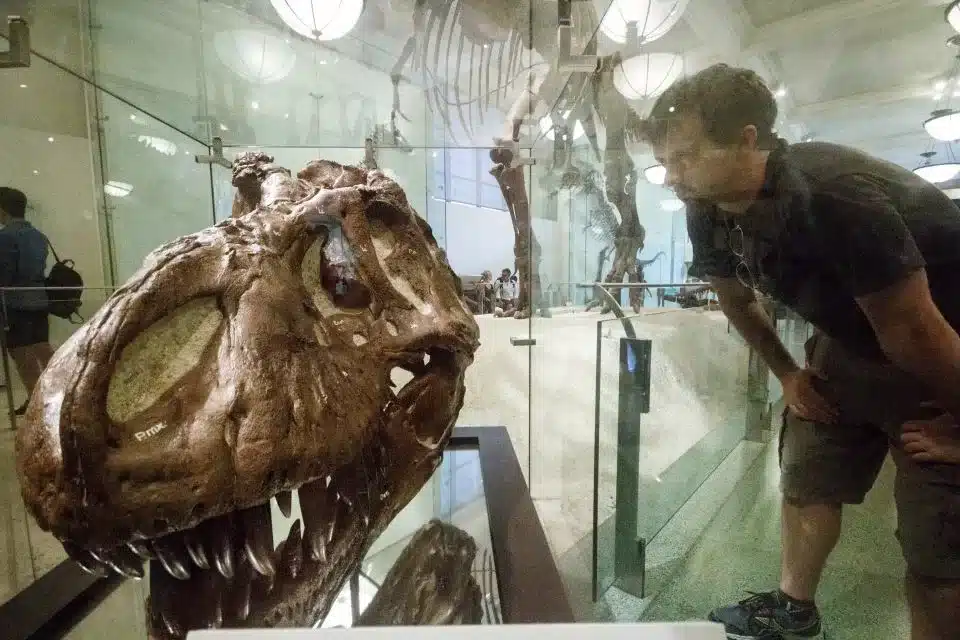 Le Musée Américain d’Histoire Naturelle de New York : Guide Complet