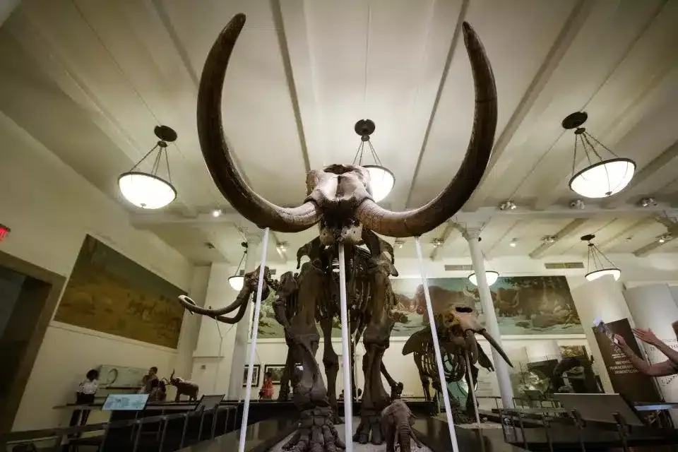 Le Musée Américain d’Histoire Naturelle de New York : Guide Complet