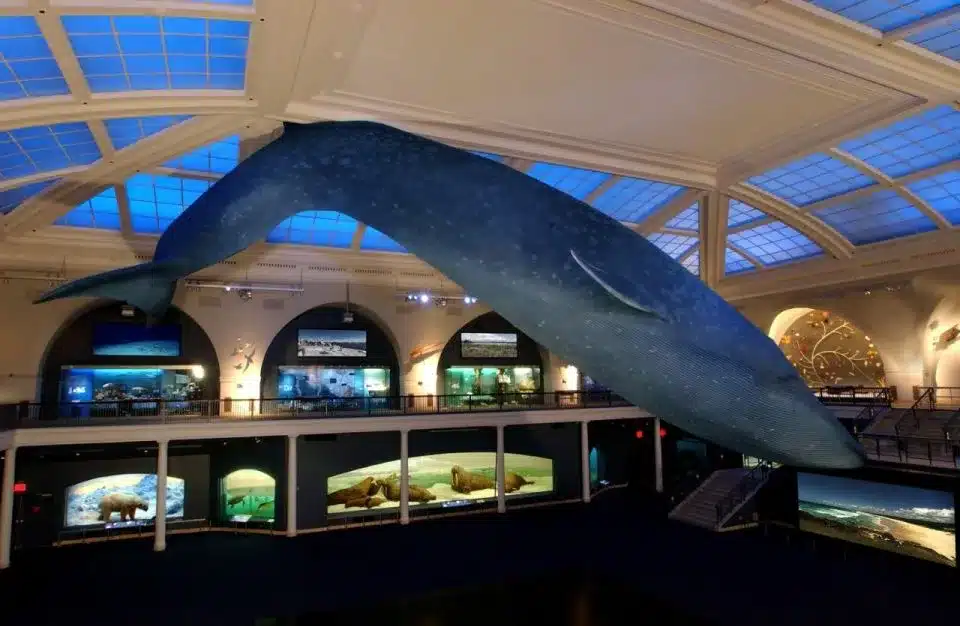 Le Musée Américain d’Histoire Naturelle de New York : Guide Complet