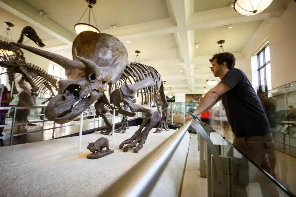 Le Musée Américain d’Histoire Naturelle de New York : Guide Complet