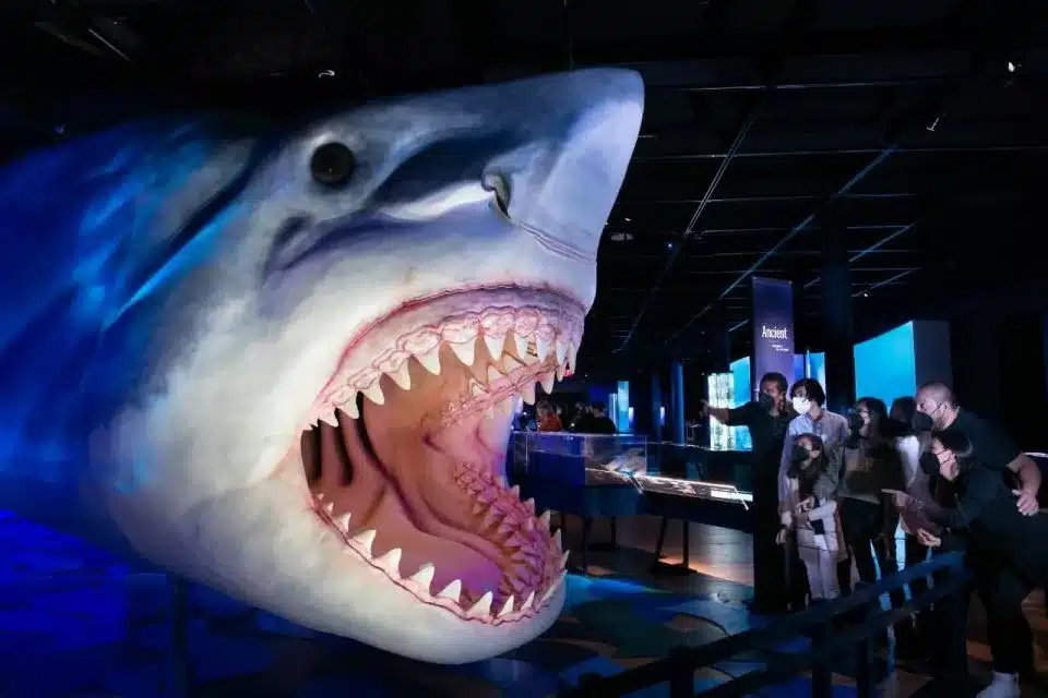 Le Musée Américain d’Histoire Naturelle de New York : Guide Complet