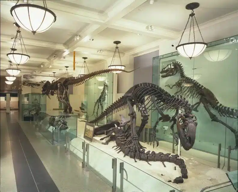 Le Musée Américain d’Histoire Naturelle de New York : Guide Complet