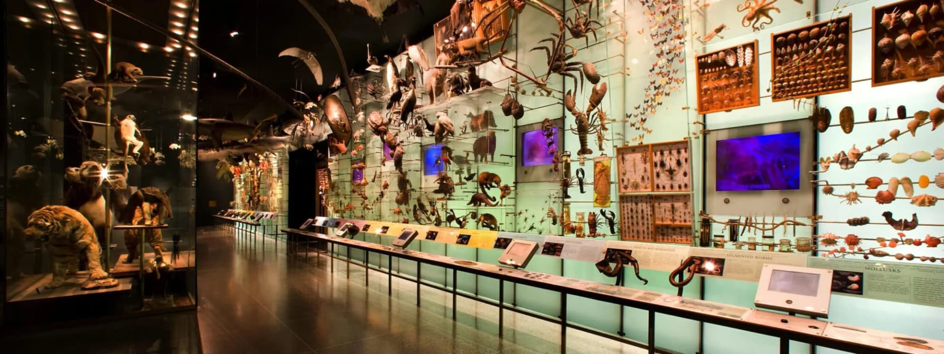 Le Musée Américain d’Histoire Naturelle de New York : Guide Complet