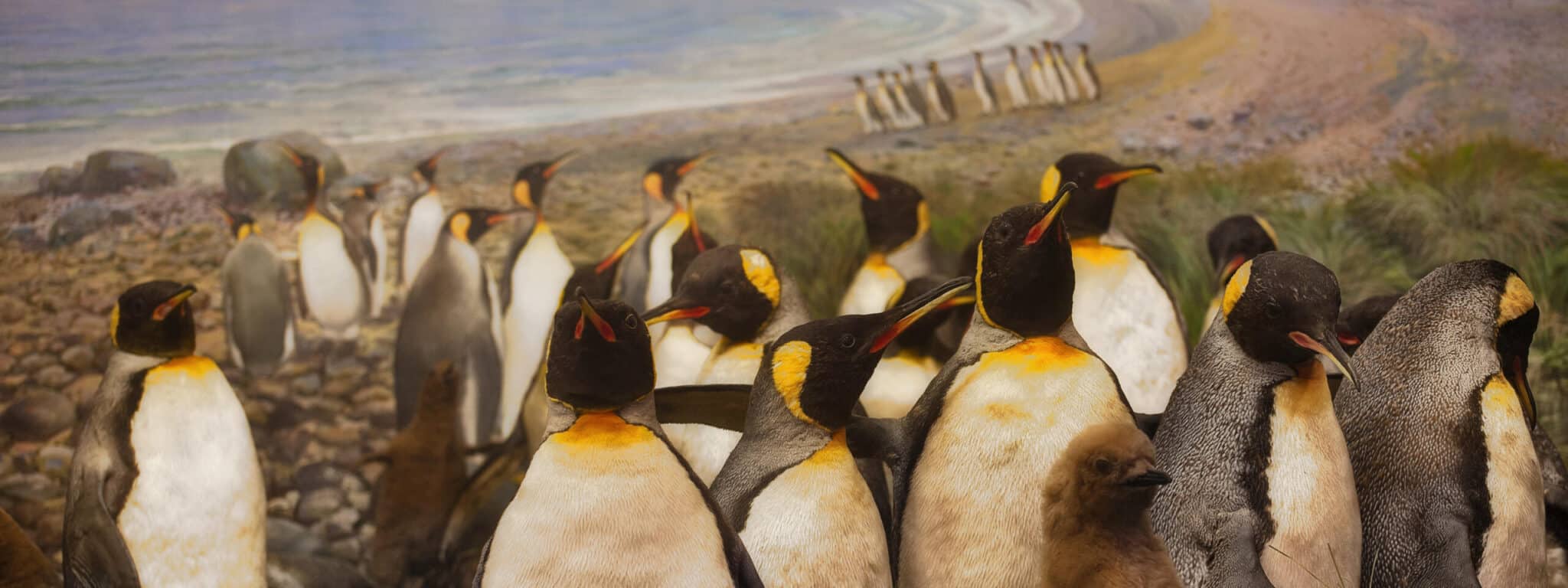 Le Musée Américain d’Histoire Naturelle de New York : Guide Complet