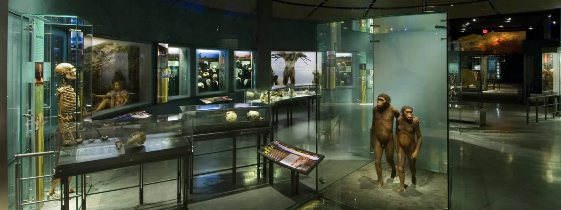 Le Musée Américain d’Histoire Naturelle de New York : Guide Complet