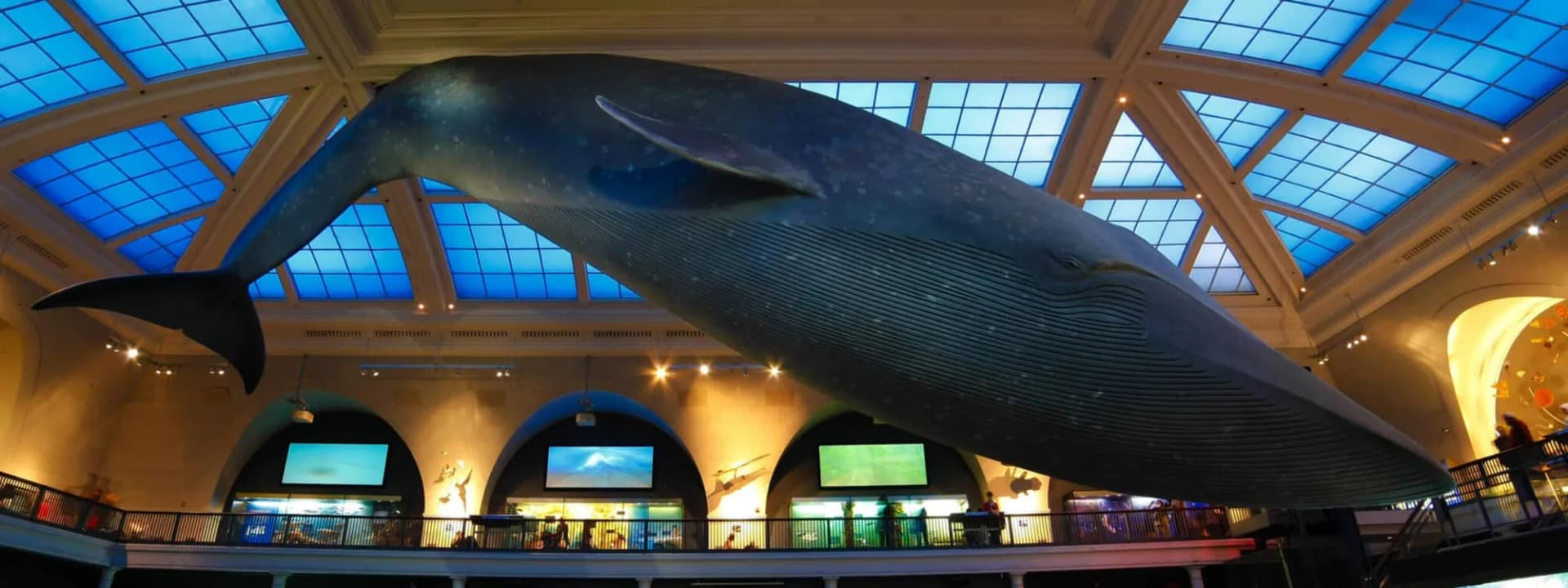 Le Musée Américain d’Histoire Naturelle de New York : Guide Complet