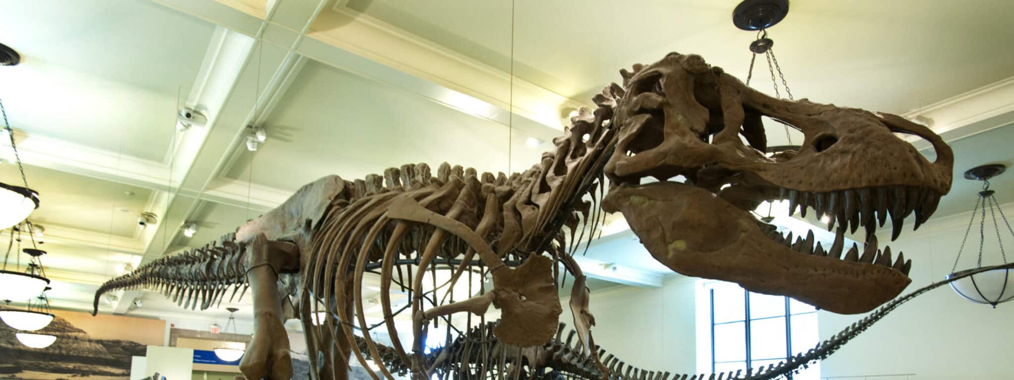 Le Musée Américain d’Histoire Naturelle de New York : Guide Complet