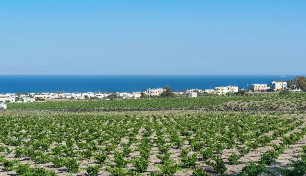 Guide des vins de Santorini