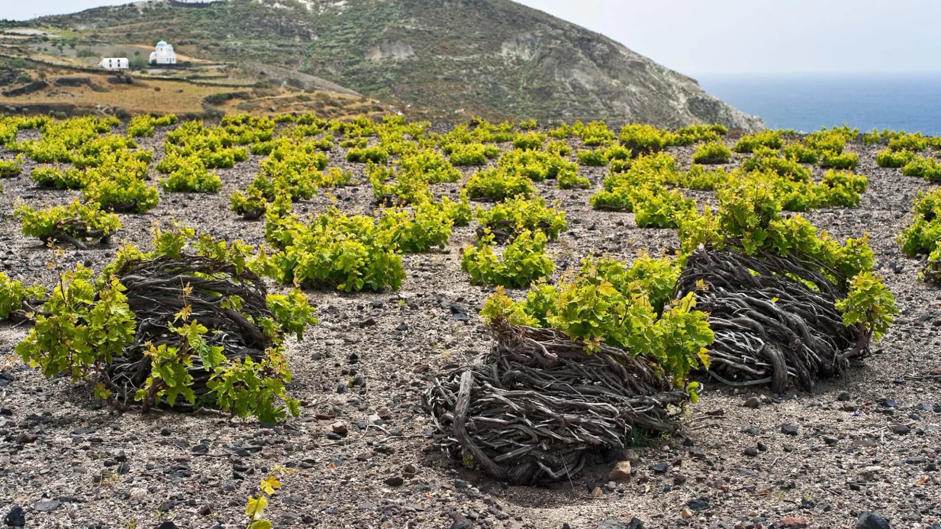 Vignobles de Santorini
