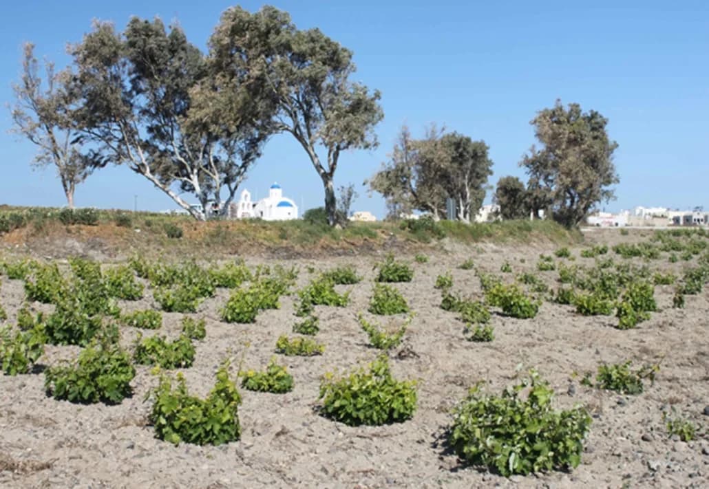 Cépages Assyrtiko à Santorini