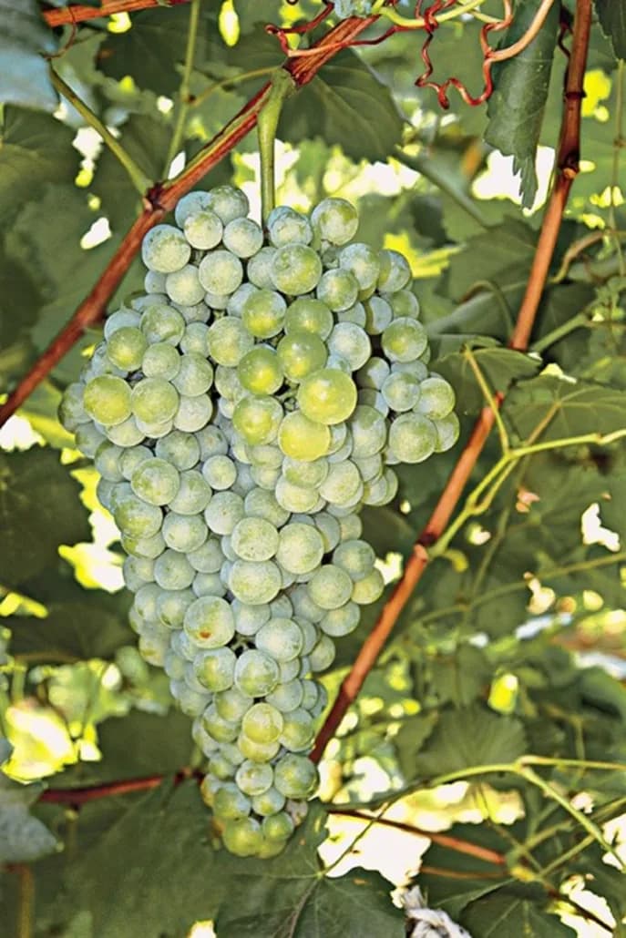 Vin Aidani de Santorini